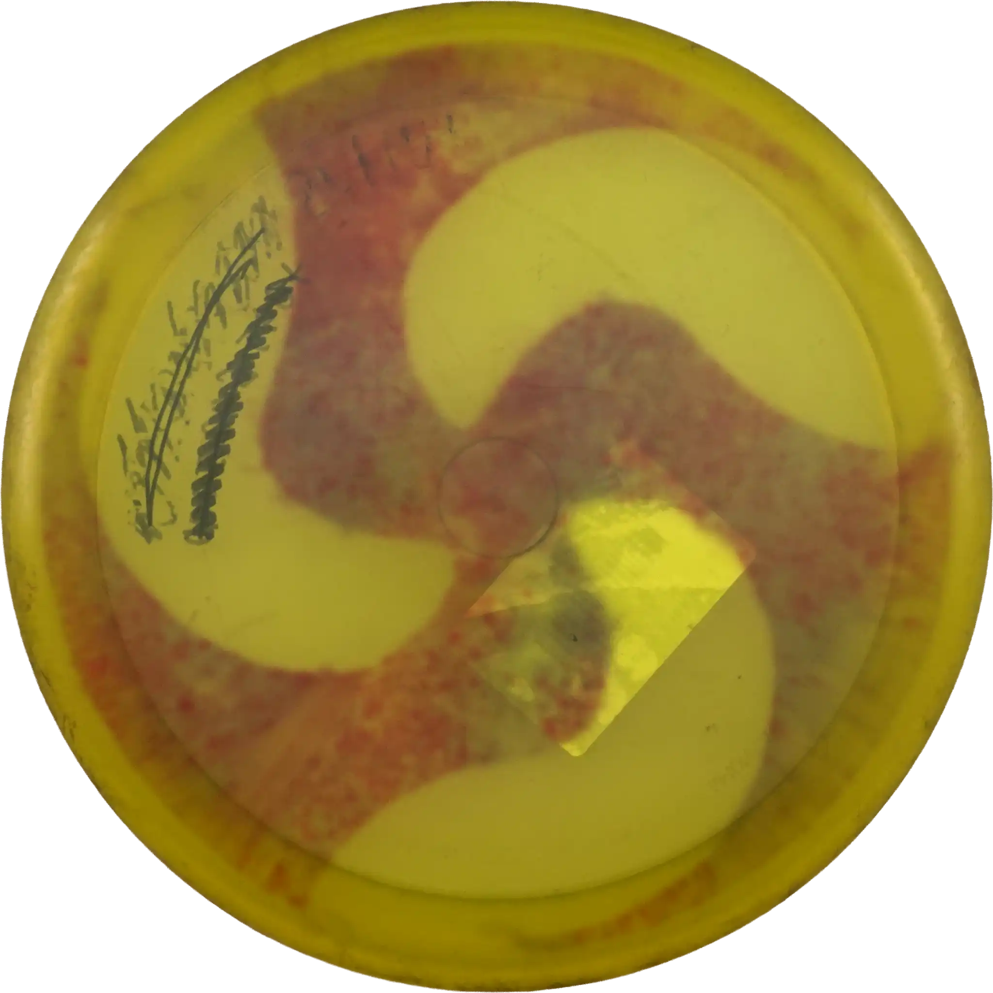 Champion Monarch - PFN