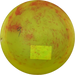 Champion Teebird